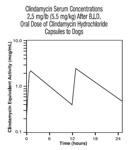 Clindamycin Hydrochloride Oral