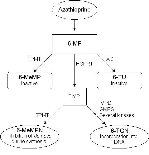 Azathioprine